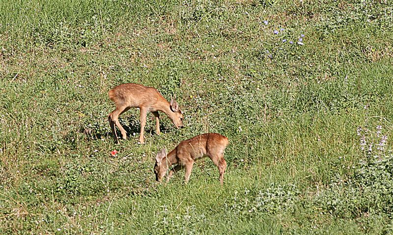 Piccoli caprioli,daini e cinghiali.